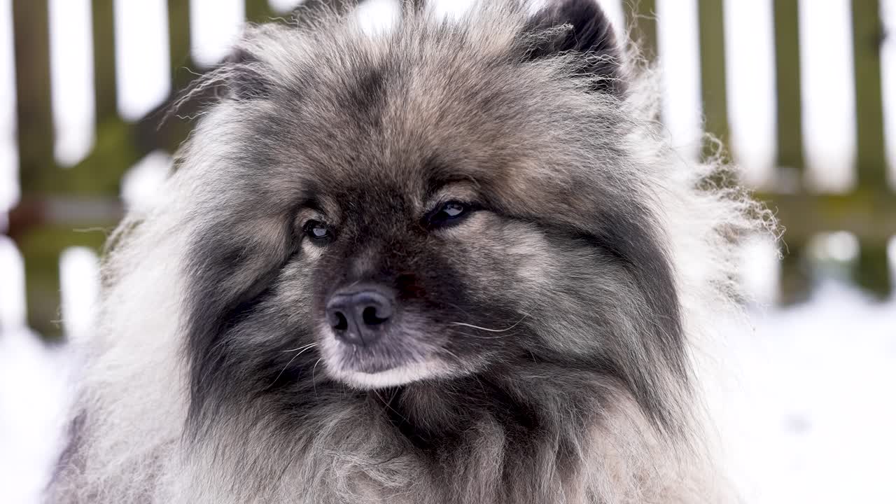 Uykulu gözlerle etrafına yavaşça bakınan, yorgun bir Keeshond (Wolfspitz) cinsi köpek, rahat bir duruş sergiliyor. Yumuşak kürkü ve nazik hareketleri, sakin ve huzurlu bir ağır çekim hayvan sahnesi oluşturuyor.