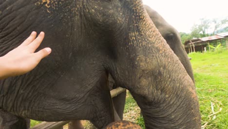 Elephants-Feeding-In-The-Sanctuary-In-Chiang-Mai,-Thailand---side-view-slowmo-shot