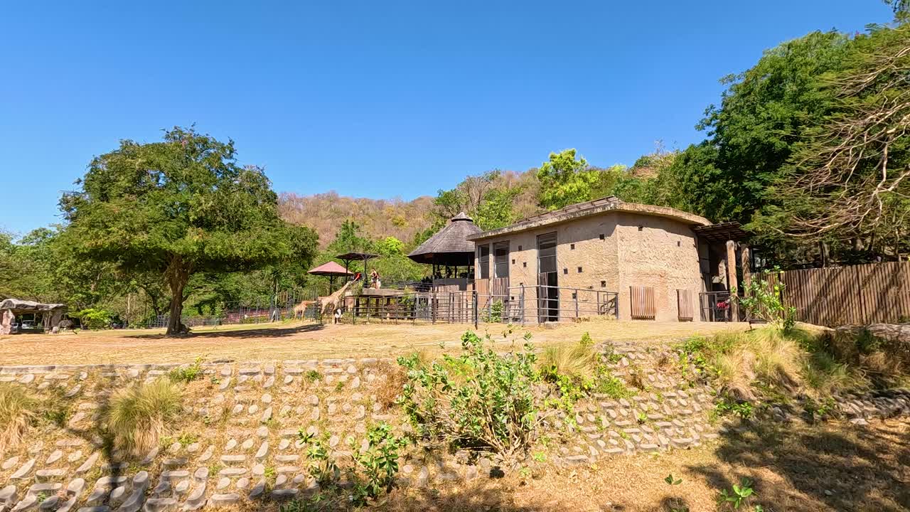 A giraffe moves gracefully in a sunlit zoo habitat in Chonburi, Thailand, surrounded by trees and rustic buildings