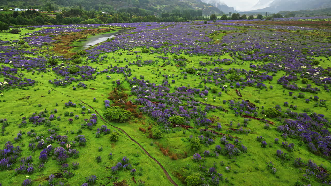 Aerial drone view of a Patagonian valley covered in purple wildflowers