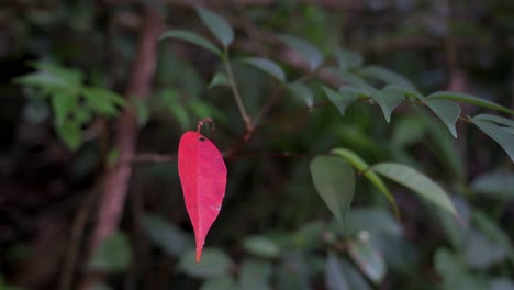 Ein-Herbstliches-Rotes-Blatt-Ist-Zwischen-Grünen-Baumblättern-Zu-Sehen,-Bevor-Es-In-Einem-Wilden-Naturpark-In-Hongkong-Seine-Farben-ändert