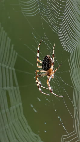 araña en su red