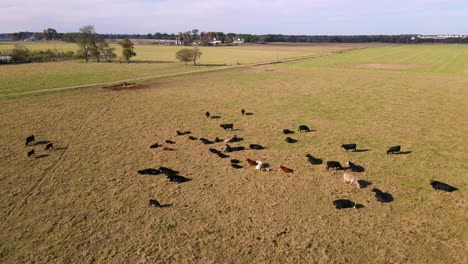 Fliegen-über-Eine-Herde-Von-Rindern,-Die-Auf-Einem-Feld-Herumtollen-Und-Ruhen