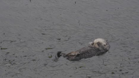 Nutria-De-Mar-Sola-Descansando-En-Agua-De-Algas-Marinas-En-California