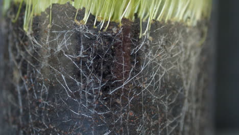 roots of grass growing in soil in glass pot, transparent close up view