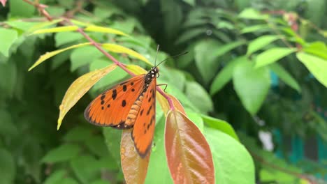 butterfly on green nature leaf in the yard