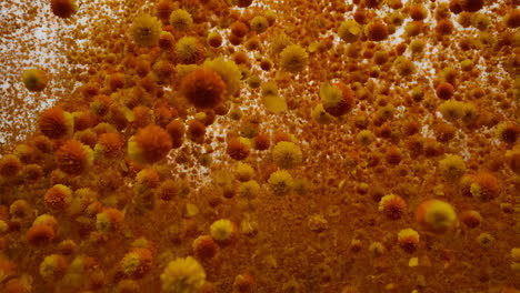 vibrant orange and yellow floating flowers