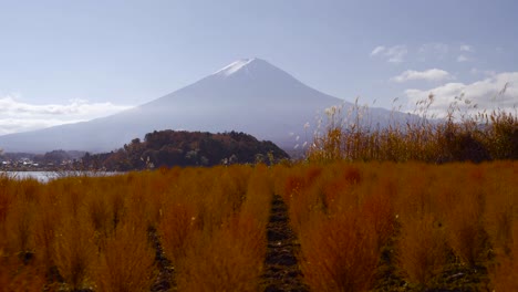 Wunderschönes-Kokia-Blumenfeld-Am-Fuße-Des-Berges