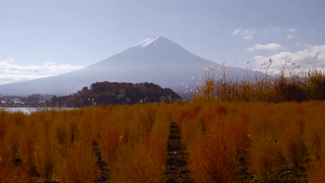 hermoso campo de flores de kokia en la parte inferior del monte