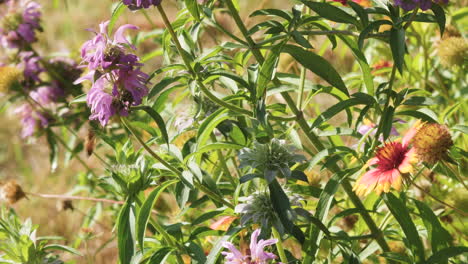 Lila-Pferdeminze-Und-Indische-Deckenwildblumen-Mit-Einer-Honigbiene,-Die-Pollen-Sammelt