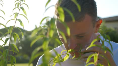 Close-up-shot-of-male-adult-smelling-leaf-of-plants-outdoors-during-sunny-day