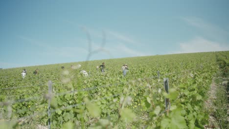 Excellent-shot-of-people-in-the-vineyard