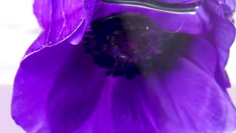 close-up of a purple anemone flower