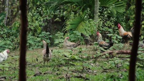 chickens and roosters pecking for food in green grassy area