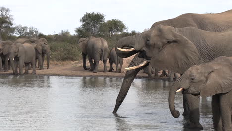 zoom out of elephants drinking at a waterhole to reveal a large herd