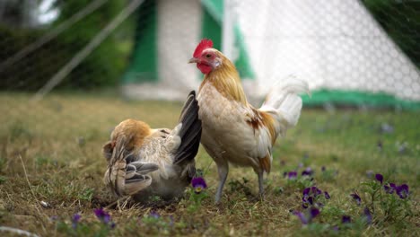 dutch bantam chicken hen and rooster cleaning feathers, low level closeup