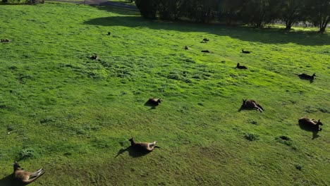 Los-Canguros-Se-Relajan-Tumbados-En-La-Hierba-Calentándose-Al-Sol-Poniente.