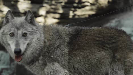 a gray wolf flashes a bright, open-mouthed expression while standing beside a flowing waterfall — an unexpectedly playful moment from a fierce predator.