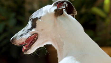 Whippet-dog-in-afternoon-sunlight