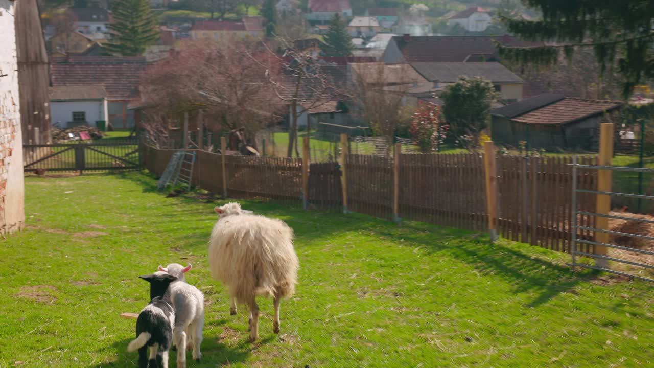 овцы бегут по ферме - отслеживающий выстрел