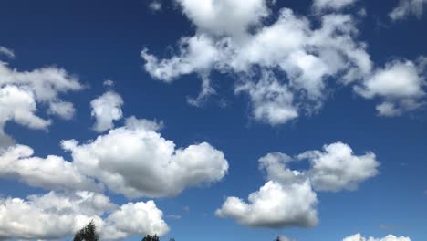 cumulus clouds moving in the blue sky above treetops