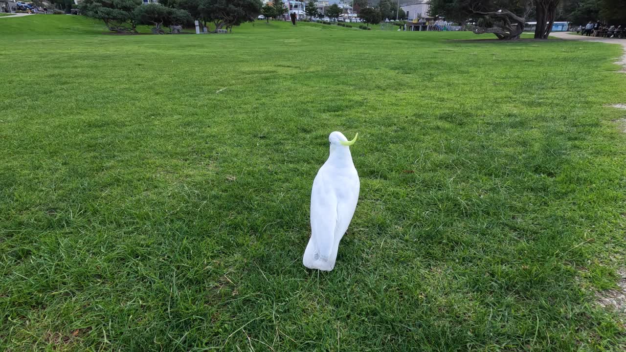 A cockatoo takes off and flies away