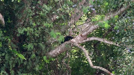 El-Oso-Negro-Asiático-Bajando-De-Un-árbol-Fructífero,-Ursus-Thibetanus,-También-Se-Llama-Oso-Negro-Asiático