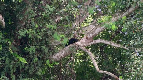 el oso negro asiático bajando de un árbol fructífero, ursus thibetanus, también se llama oso negro asiático