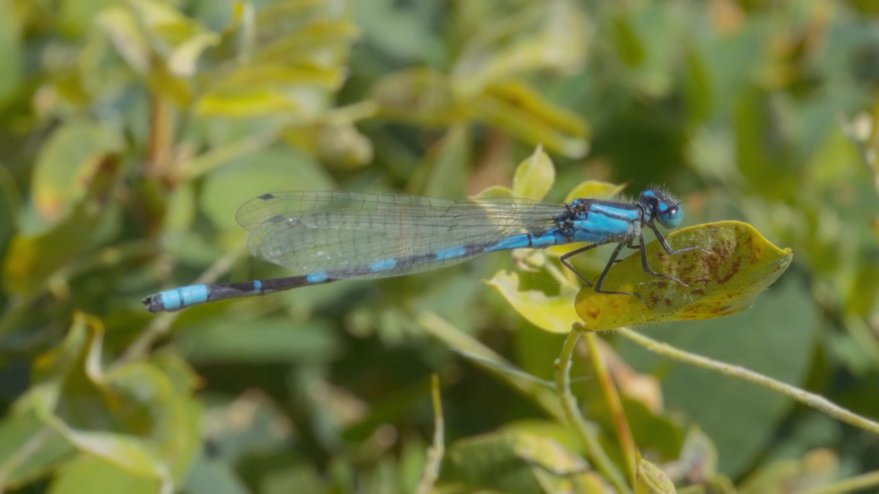 Libellula blu posata sulla foglia