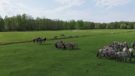 Wildpferde-Und-Auroxen-Kühe-Laufen-Auf-Dem-Feld-Des-Pape-Nationalparks,-Lettland