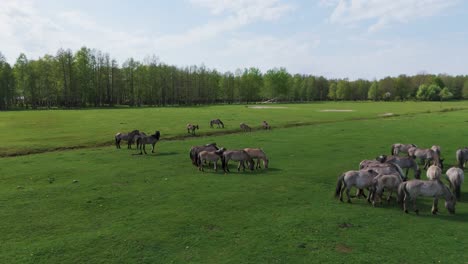 caballos salvajes y vacas auroxen corriendo en el campo del parque nacional de pope, letonia