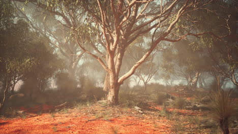 a misty forest in australia