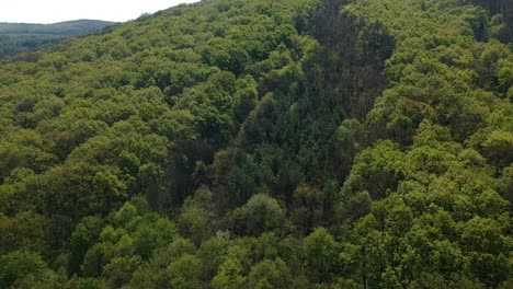 Kiefern-Im-Wald-Im-Frühling,-Luftaufnahmen