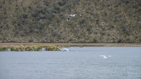 un par de pájaros en un lago natural en el altiplano ecuatoriano