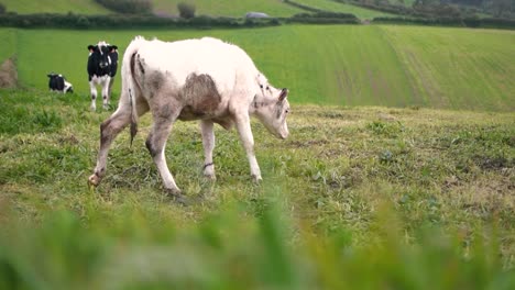 cows graze in farmland cattle raising pastoral concept