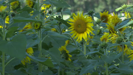 Wunderschöne-Sonnenblumen-Wiegen-Sich-An-Einem-Sonnigen-Tag-In-Australien-Im-Wind