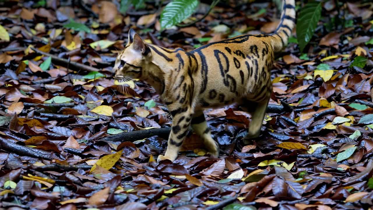 Uma tomada em ângulo baixo captura um gato selvagem caminhando por um chão de floresta coberto de folhas.