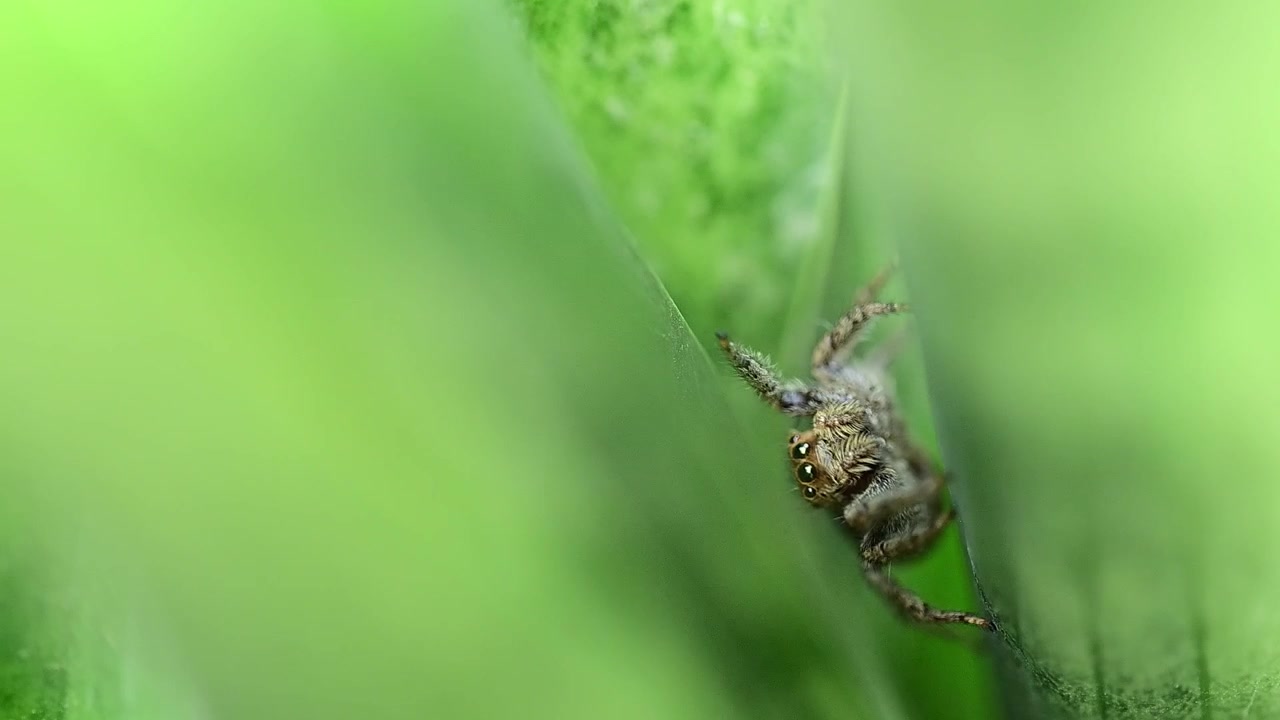 The fascinating behavioral patterns of micro wildlife are showcased in this exceptional footage of a jumping spider on a garden plant.