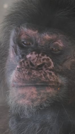 closeup of the face of an adult gorilla monkey closeup of the face of an adult gorilla monkey