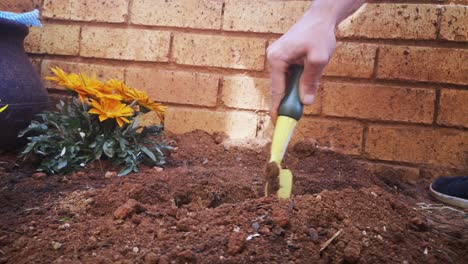 Hand-digging-into-soil-with-gardening-spade-to-plant-African-Daisies,-4k-Close-up