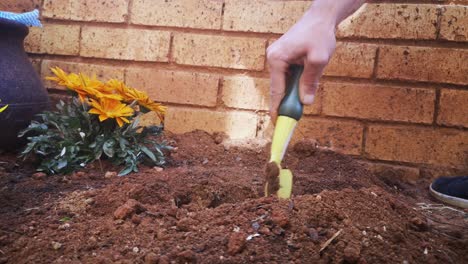 hand digging into soil with gardening spade to plant african daisies, 4k close up