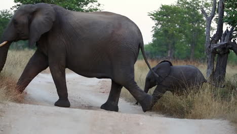 mother african elephant crossing the road with a small baby following closely behind