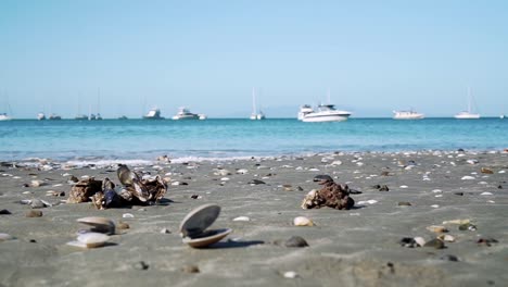 Cámara-Lenta:-Plano-Bajo-De-Conchas-Abiertas,-Rocas-Y-Algas-Marinas-En-La-Playa-De-La-Isla-De-Waiheke,-Nueva-Zelanda