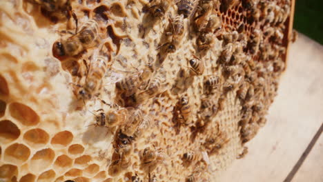 the bees protect the honey produced with beeswax.