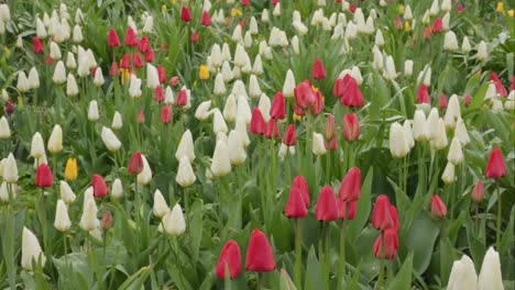 a field of colorful tulip flowers