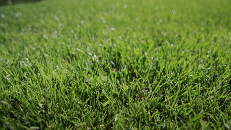 las gotas de lluvia caen en un césped verde y ordenado.