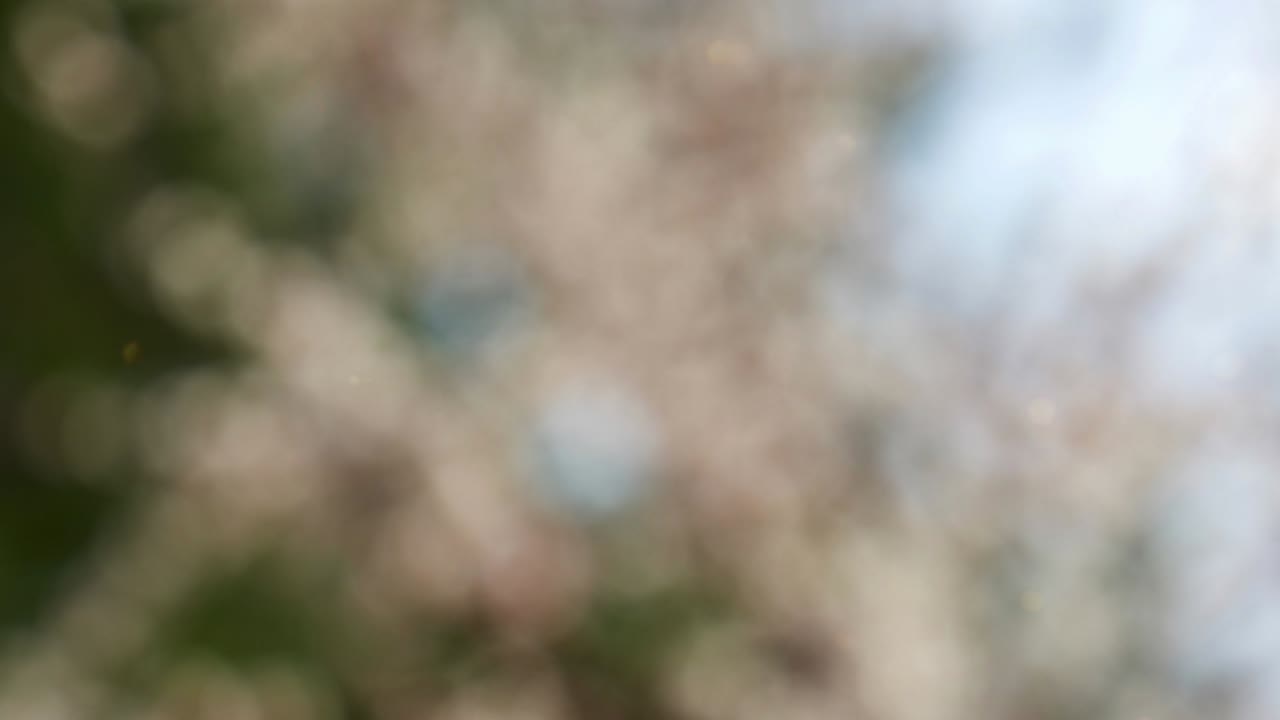 fondo de verano abstracto con bokeh