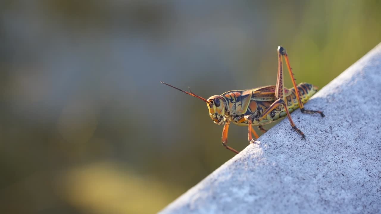 Cavalletta Eastern Lubber colorata a macchie arancioni su una tavola di legno nel Parco Nazionale delle Everglades