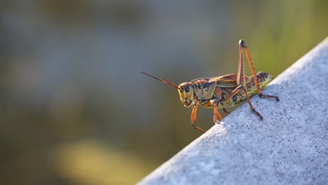 colorful orange spotted eastern lubber grasshopper on wooden board in everglades national park