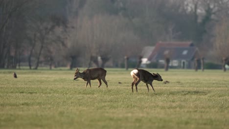 Ein-Paar-Rehe,-Die-An-Einem-Schönen-Frühlingsmorgen-Ruhig-Auf-Einer-Wiese-Grasen